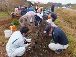 06こうすっぺ西側イメージアップ作戦「隈戸川お花まつり」