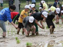 田んぼの学校　～カブトエビ農法　田植え体験～