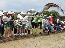 田んぼの学校　～カブトエビ農法　田植え体験～03