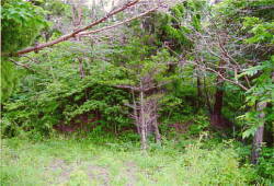 rÕQ03