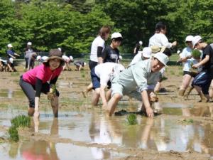 田んぼの学校　～「桃米」の田植えと「カブトエビ」放流～1