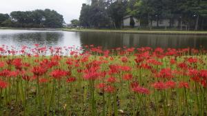 大池公園彼岸花１