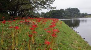 大池公園彼岸花２