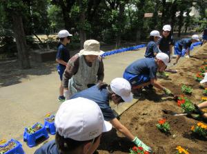 R7.6矢吹小・花の苗植え(1)