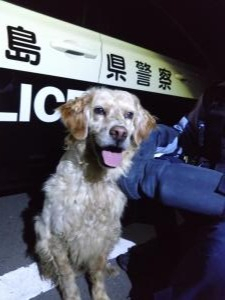 迷い犬(一本木)2