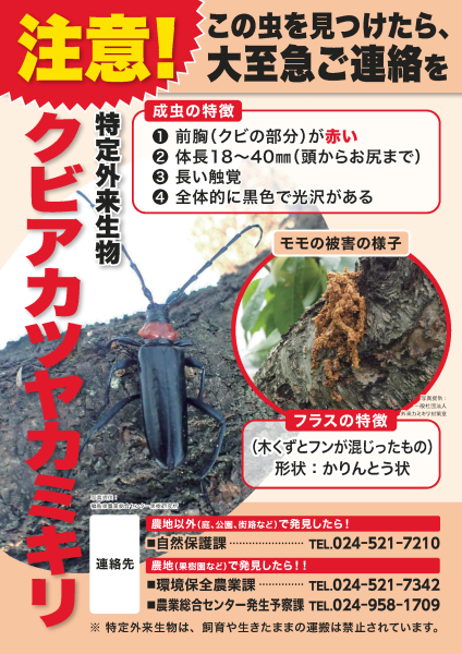 クビアカツヤカミキリチラシ表