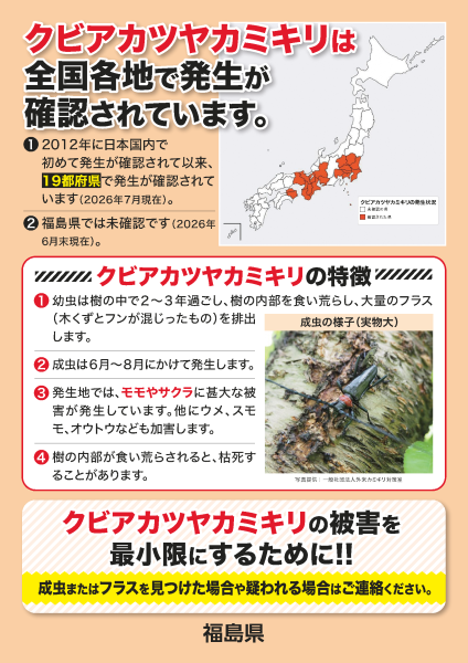 クビアカツヤカミキリチラシ裏