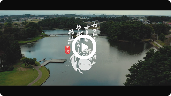 矢吹町オリジナルブランド米　カブトエビと育むやぶきのお米動画